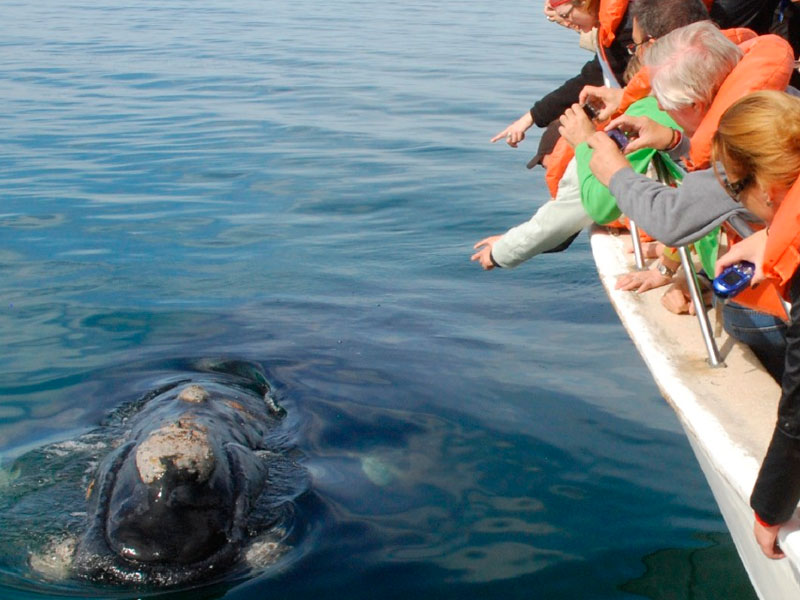 Avistaje de Ballenas