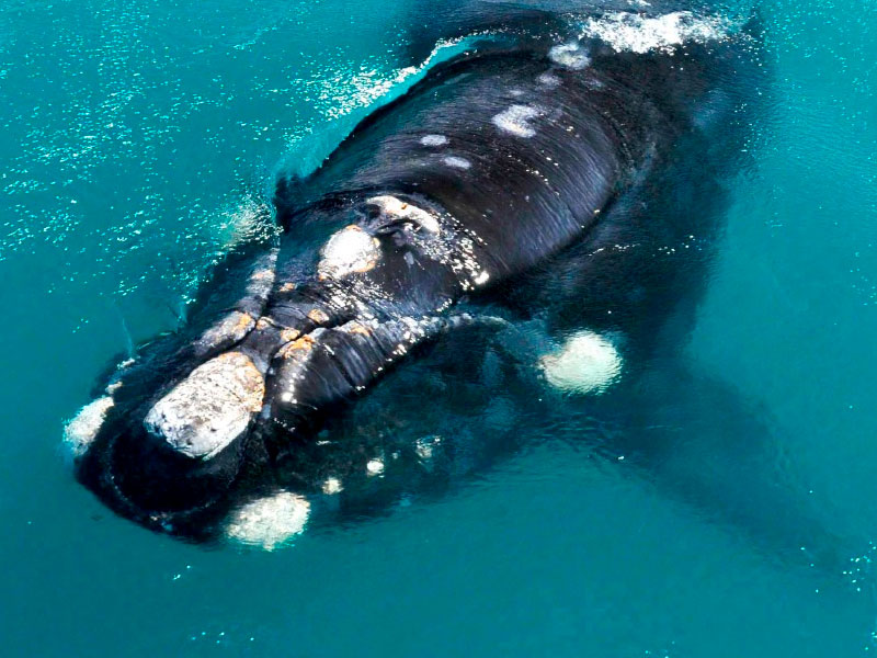 Avistaje de Ballenas