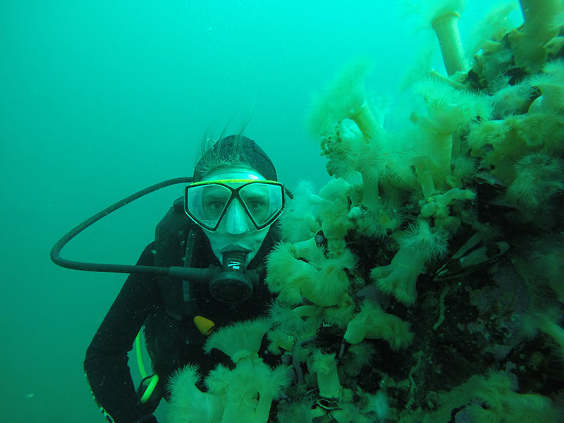 Snorkel con lobos marinos