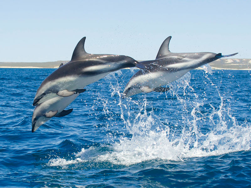 Delfines