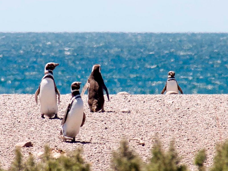 Pingüinera Punta Tombo