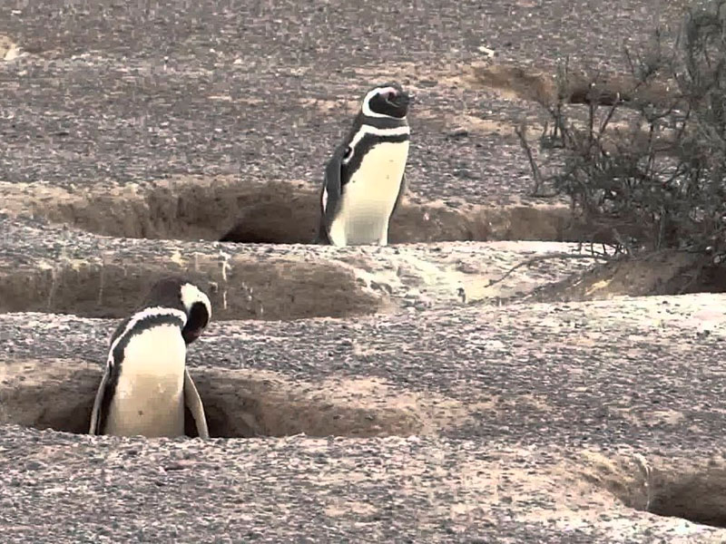 Pingüinera Punta Tombo